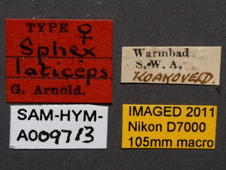 images/Ammophila_laticeps_SAM_HYM_A009713_type_ female_labels_1_330.jpg